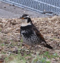 �c�O�~�i�����j