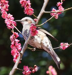 �g�~�ƃq���h���i���ؓ��j