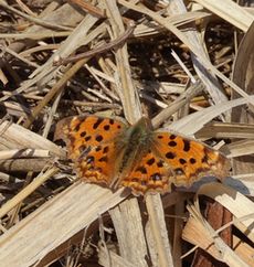 �L�^�e�n�i���ؓ��j