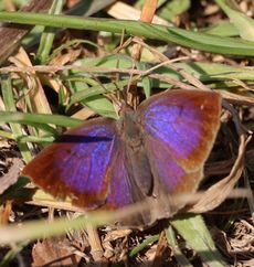 �����T�L�V�W�~���i���ؓ��j