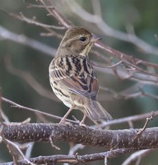 �A�I�W���i���ؓ��j