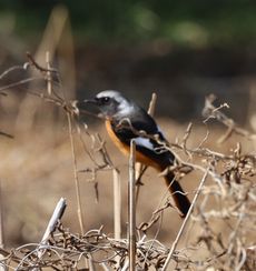 �W���E�r�^�L���i���ؓ��j