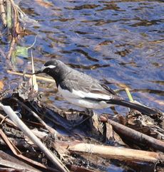 �Z�O���Z�L���C�i�x�m��j