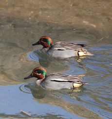 �R�K�����i�x�m��j