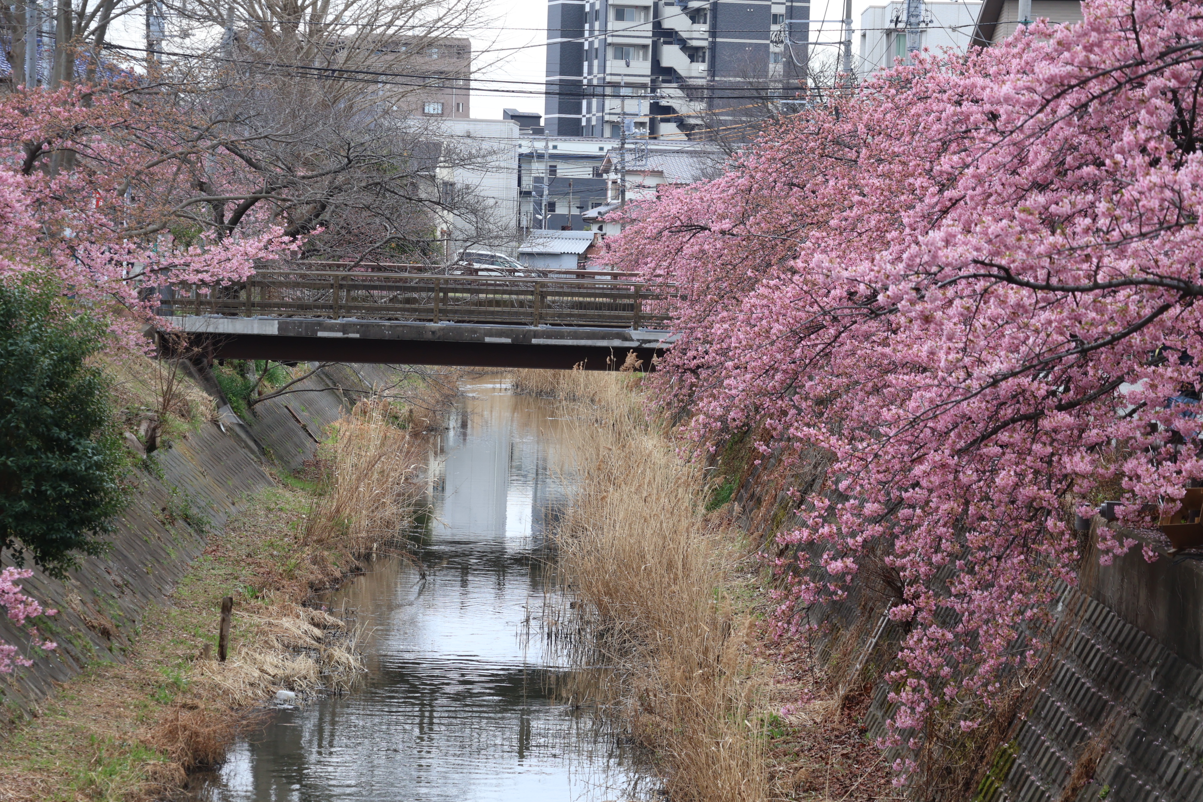 ���e�̂���Í��i���ˁj