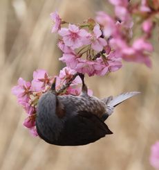 ����Í��ƃq���h���i���ˁj