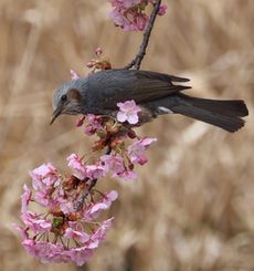 ����Í��ƃq���h���i���ˁj