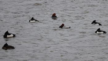 �L���N���n�W���g�z�V�n�W���i�������j