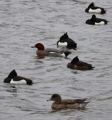 �L���N���n�W���ƃq�h���K���i�����j