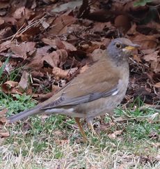 �V���n���i�����j