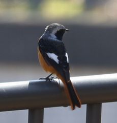 �W���E�r�^�L���i���ؓ��j