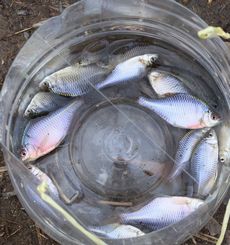 �^�i�S�މʁi�����j