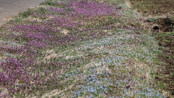 �Șe�̃z�g�P�m�U�ƃI�I�C�k�m�t�O���i�O����j