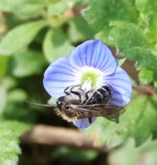 �I�I�C�k�m�t�O���ƃn�i�o�`�i���ؓ��j