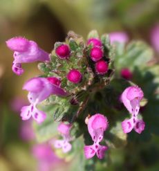 �z�g�P�m�U�i�O����j