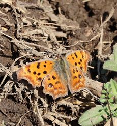 �L�^�e�n�i���ؓ��j