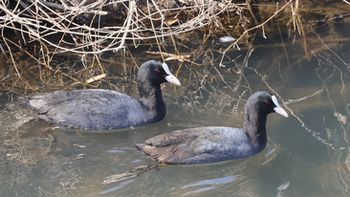 �I�I�o���i�x�m��j