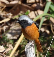 �W���E�r�^�L���i���ؓ��j