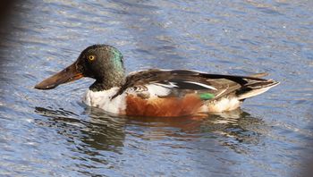 �n�V�r���K���i�����j