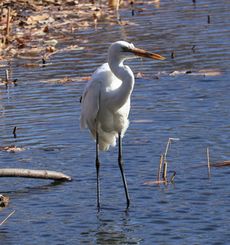 �_�C�T�M�i�����j