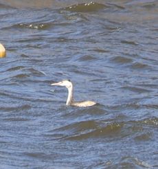 �J�������J�C�c�u���i�����j