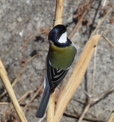 �V�W���E�J�����i���ؓ��j