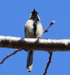 �V�W���E�J�����i���ؓ��j