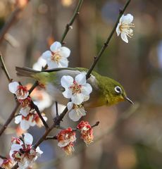 ���W���i���ؓ��j