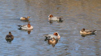 �q�h���K���ƃJ�C�c�u���i�x�m��j