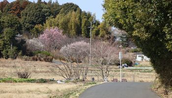 �ΖʗтƔ~�̉ԁi��X���j