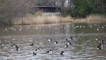 �������̃J���i�����j