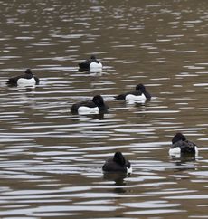 �L���N���n�W���i�����j