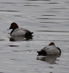 �z�V�n�W���i�����j