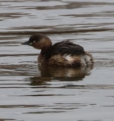 �J�C�c�u���i�����j