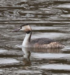 �J�������J�C�c�u���i�����j