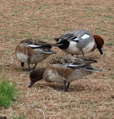 �q�h���K���i�����j