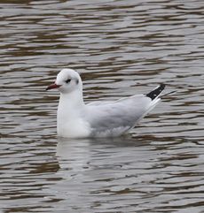 �����J�����i�����j