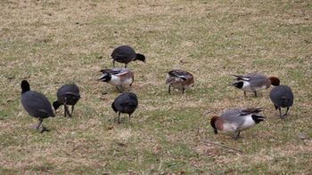 �I�I�o���ƃq�h���K���i�����j