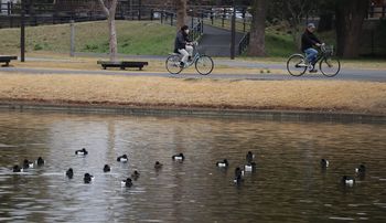 �O���������̃L���N���n�W���i�����j