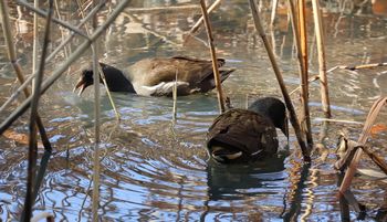 �o���i�����j