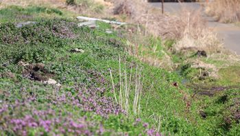 ���H�e�̃z�g�P�m�U�i�ÊԖ؁j