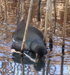 �o���i�����j