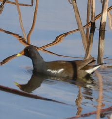 �o���i�����j