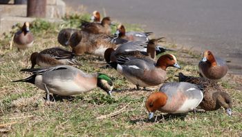 �q�h���K���ƃA���q�^�C�v�i�����j