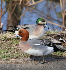 �q�h���K���ƃA���q�^�C�v�i�����j