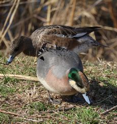 �q�h���K���ƃA���q�^�C�v�i�����j