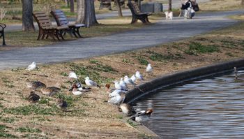 �����J�����ƃq�h���K���i�����j