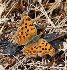 �L�^�e�n�i��X���j