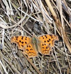 �L�^�e�n�i��X���j