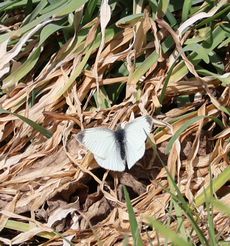 �����V���`���E�i��X���j